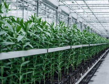 Seedling trays