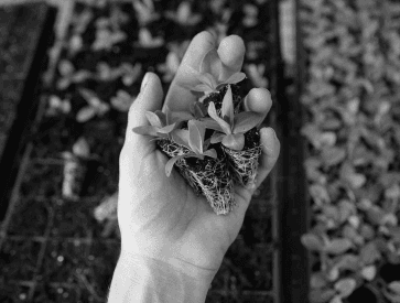 Plant close-up