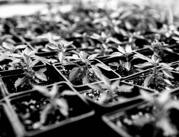 Seedling trays