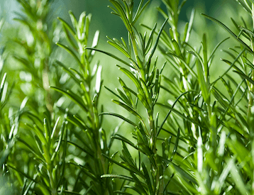 Plant close-up